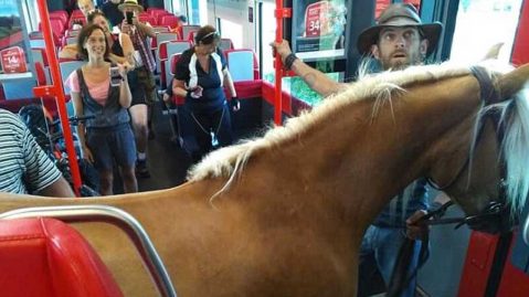 cheval prend le train en Autriche
