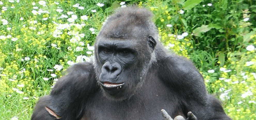 Gorille Donne Les Empreintes Du Doigt Du Milieu Drôle Animal