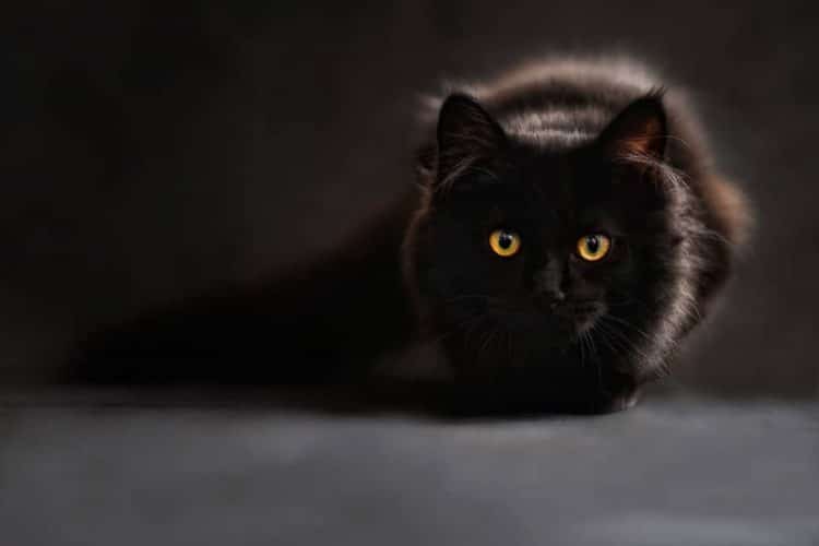 Les Chats Noirs Sont Les Plus Boudes A L Adoption Decouvrez Pourquoi