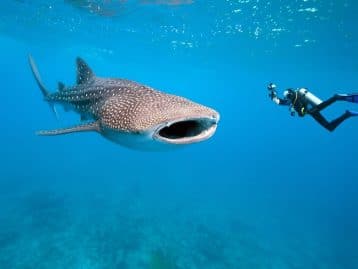 Requin baleine ok