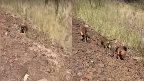 Un automobiliste voit un groupe de chiots