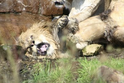 Un lion se fait agresser par des lionnes