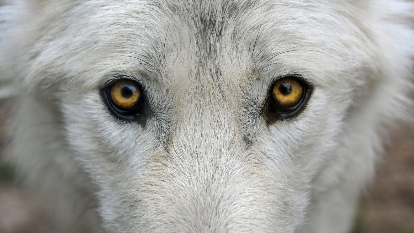 Être connu comme le loup blanc : que dit cette expression ?