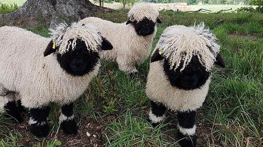 Une fermi re trouve ces moutons si mignons qu elle fait implanter