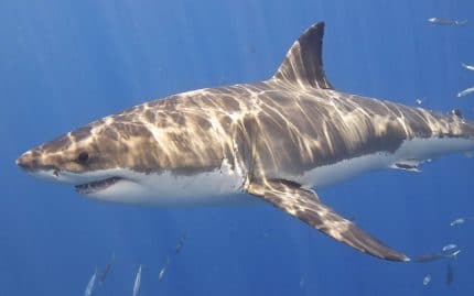 Un réalisateur attaqué par un requin