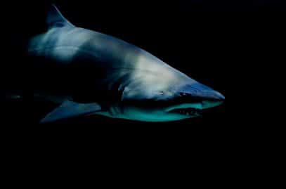 requin-attaque-australie