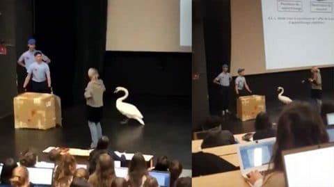 cygne maltraitance animale université clermont