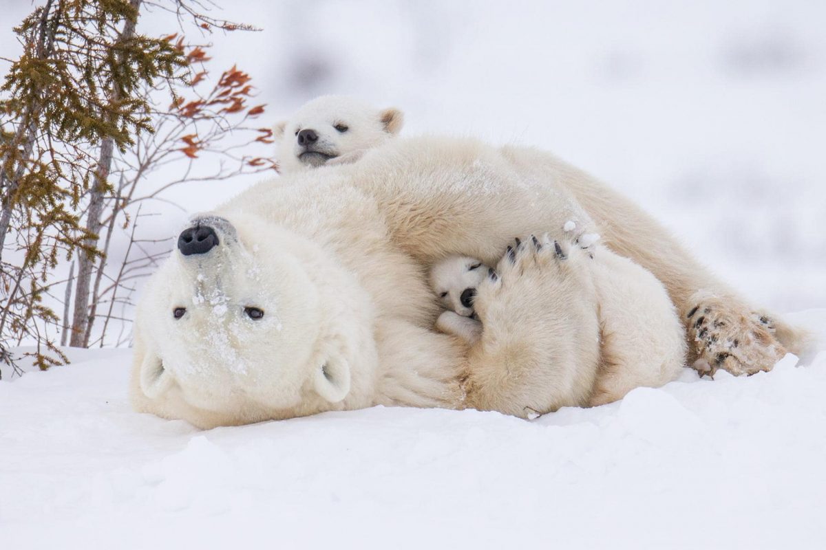 Découvrez des photos incroyables d'animaux