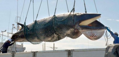 baleine capturée