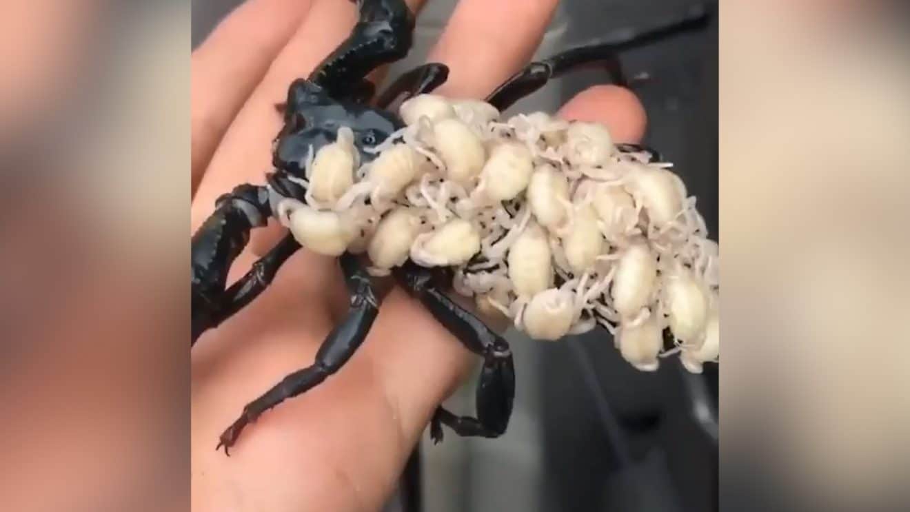 Une Maman Scorpion Se Promene Avec Sa Progeniture Sur Le Dos Video