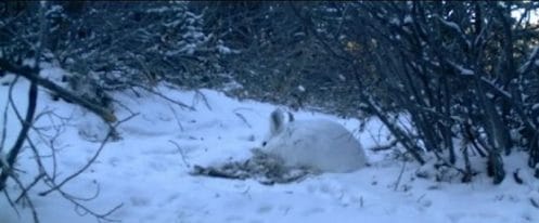 lapins-carnivores-cannibales-video