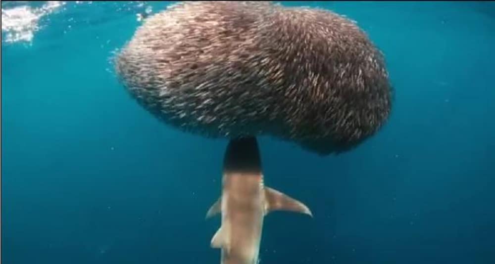 Impressionnant : un requin s'approche d'une énorme boule de poisson (video)