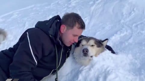 Chien neige
