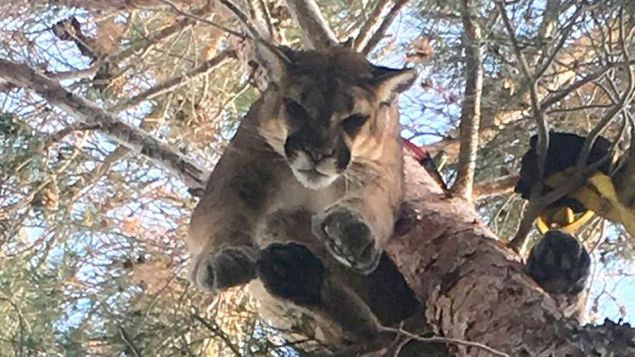 Les Pompiers Ont Ete Appeles Pour Venir Chercher Un Puma Qui Dort Dans Un Arbre