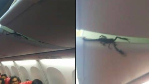 scorpion dans l'avion