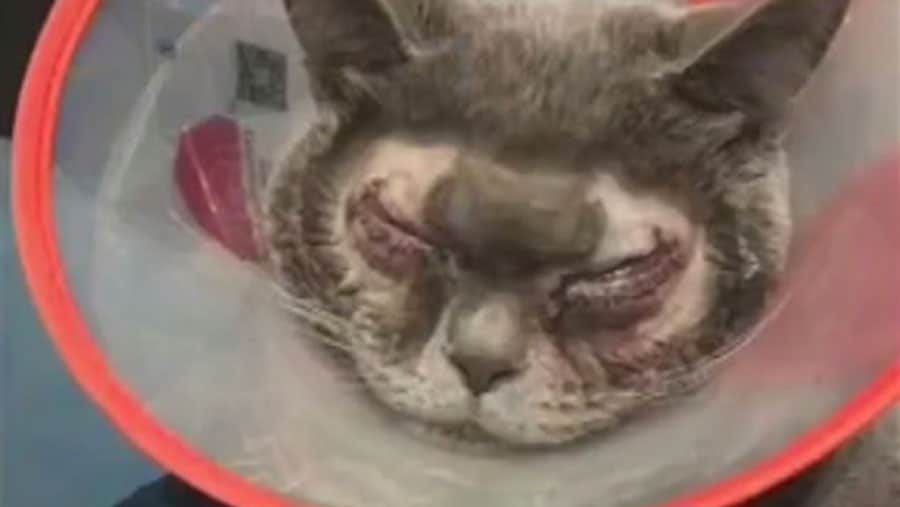 Elle Fait Subir De La Chirurgie Esthetique A Son Chat Car Elle Le Trouve Trop Moche Honteux