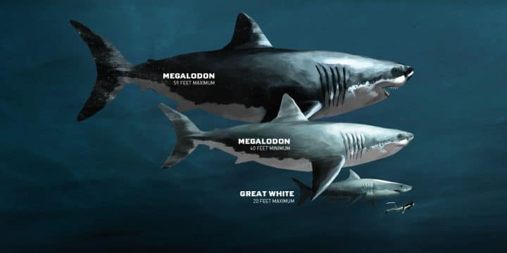 megalodon-taille