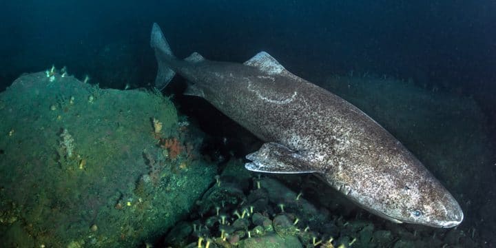 Requin-groenland