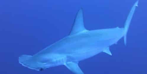 requin-marteau-chasse-bain-sang-video