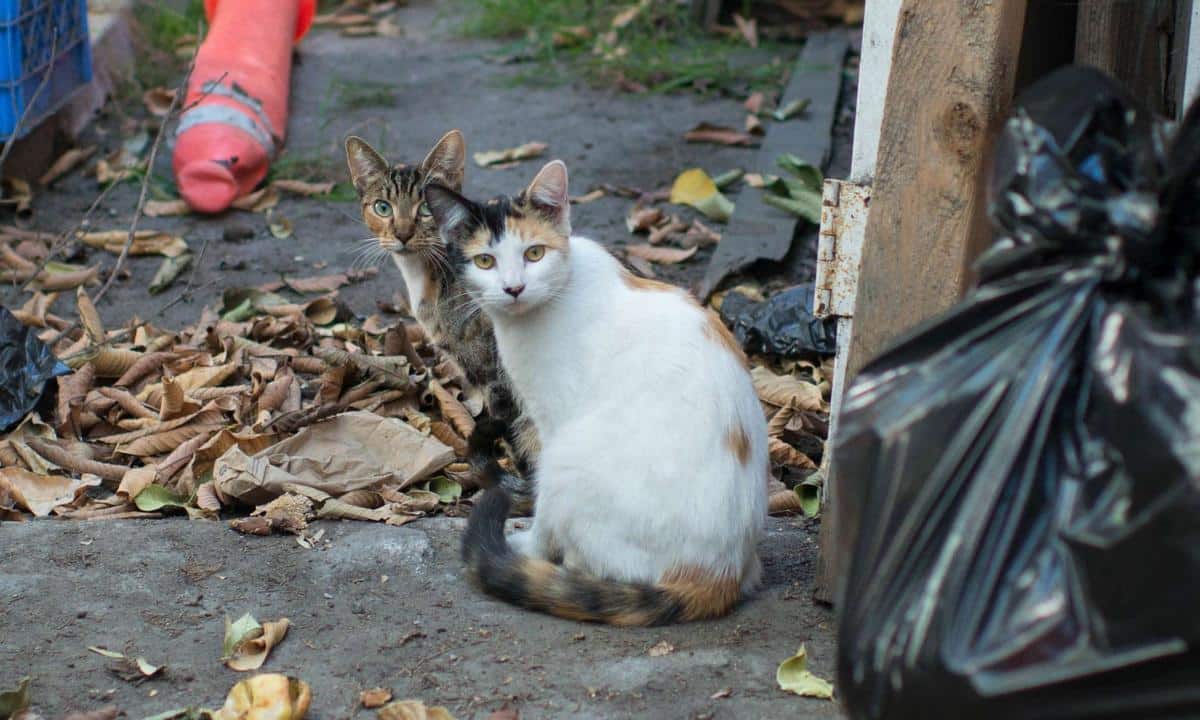 L Australie D Clare La Guerre Contre Les Chats Errants Tueurs D Animaux