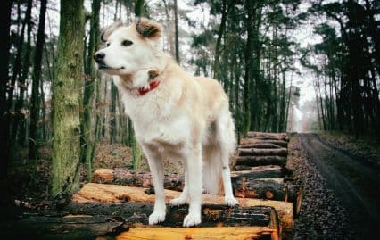 Interdiction de promener son chien sans laisse en forêt