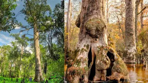 cyprès chauve plus vieil arbre au monde