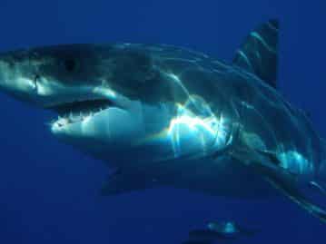 filme-fonds-marins-se-fait-attaquer-par-requin-nourrice