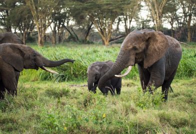 Éléphants