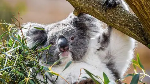 koalas