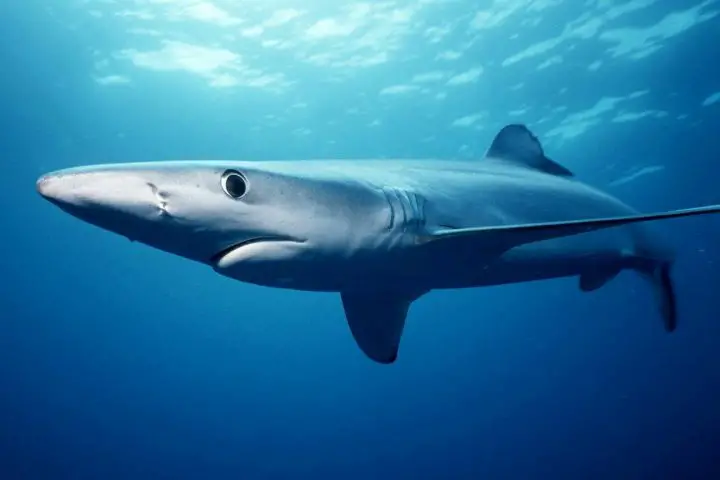 requin a peau bleue
