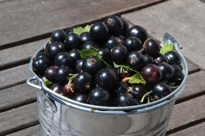 cassis