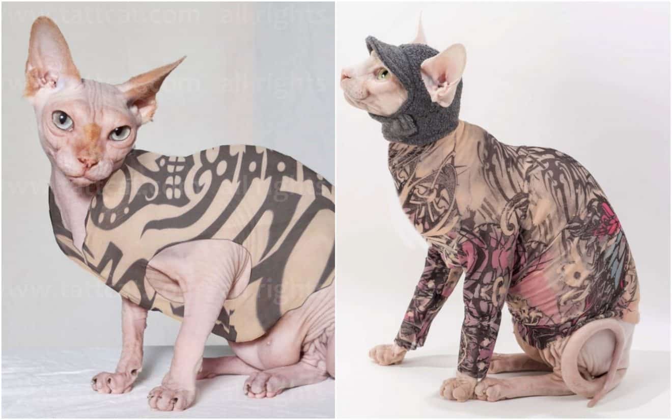 Vous Avez Des Tatouages Alors Votre Chat Pourra Bientot Etre Assorti A Vous