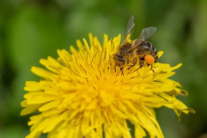 pollens
