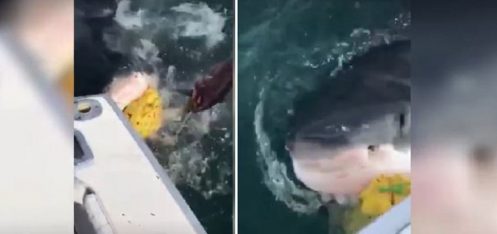 une-journee-de-peche-tranquille-et-soudain-un-grand-requin-blanc