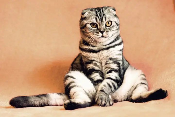 chats miaulement animaux