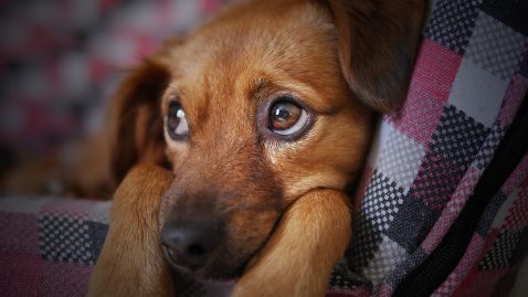 un pauvre chiot écrasé