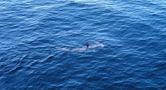 rechauffement-climatique-large-lirlande-requin-marteau