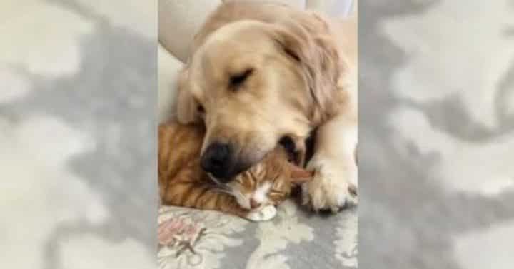 La Video Trop Mignonne D Un Chaton Qui S Endort Entre Les Crocs D Un Chien