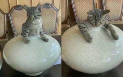 Chat vase