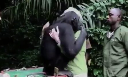 chimpanzé