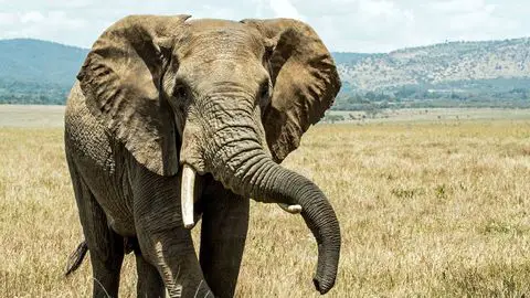 enigme-elephant-banane