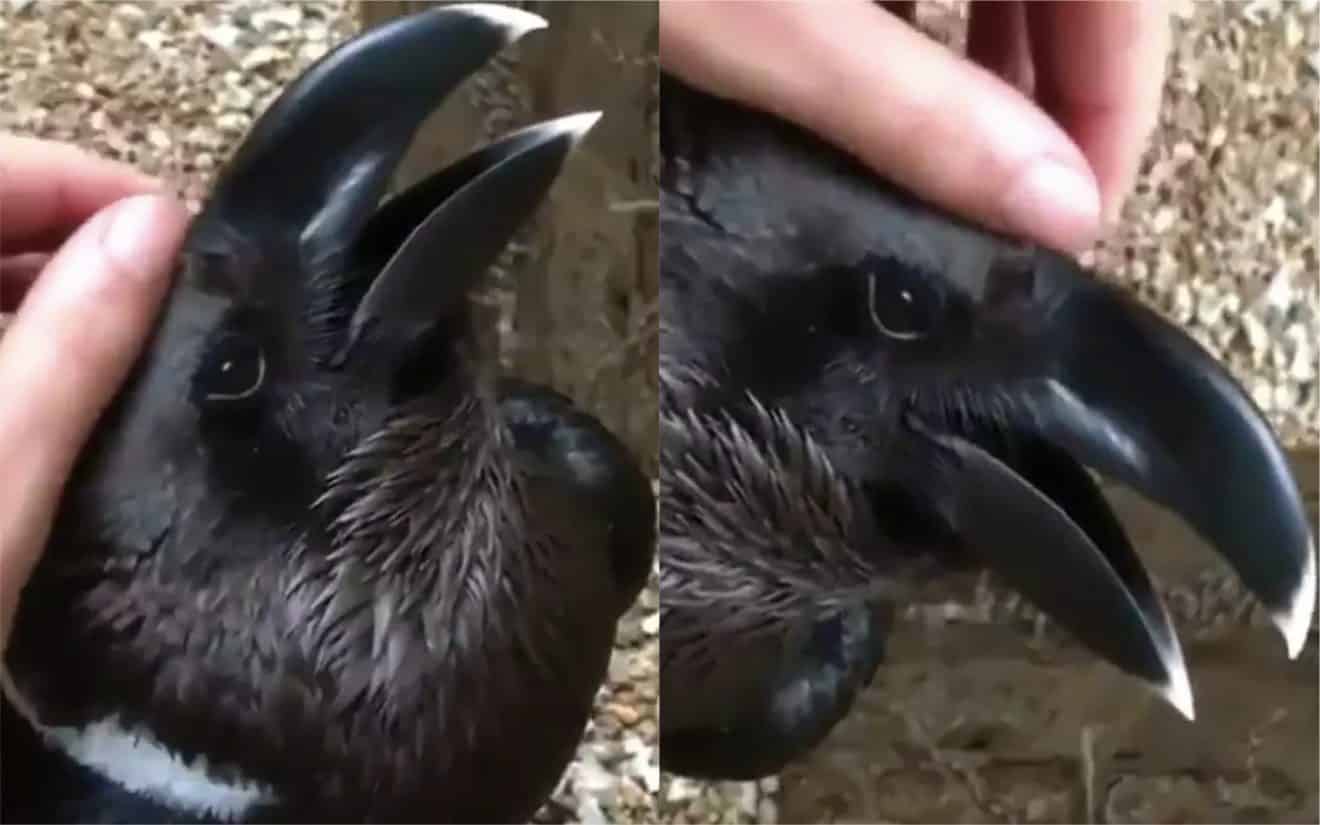 Un oiseau ou un lapin ? Après la couleur de la robe, voici la nouvelle