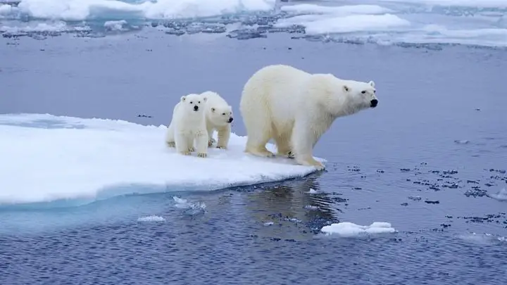 ours polaires icebergs