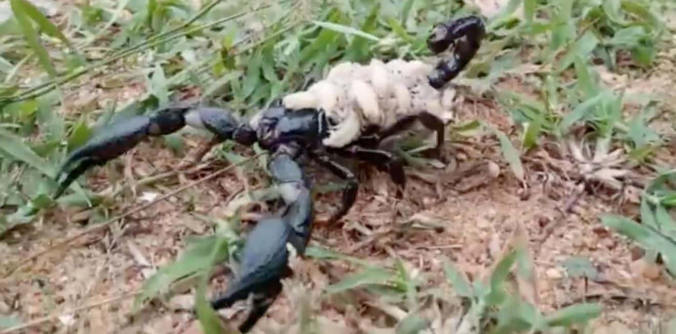 Ce Scorpion Se Deplace Avec Plus De 10 Bebes Sur Son Dos Video