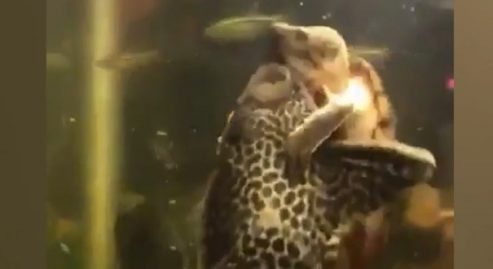 tortue et poisson