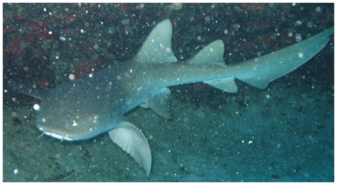 Un requin nourrice heurte un surfeur