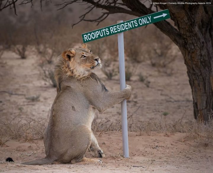 Comedy Wildlife Photography Awards