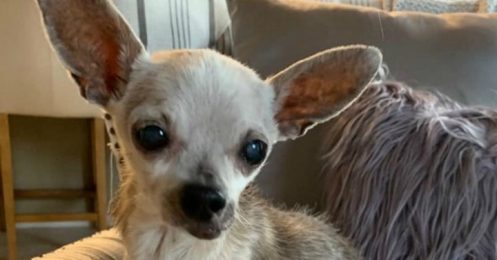 Un pauvre chihuahua lâchement abandonné