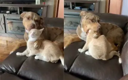 Chien chat