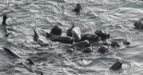 dauphins